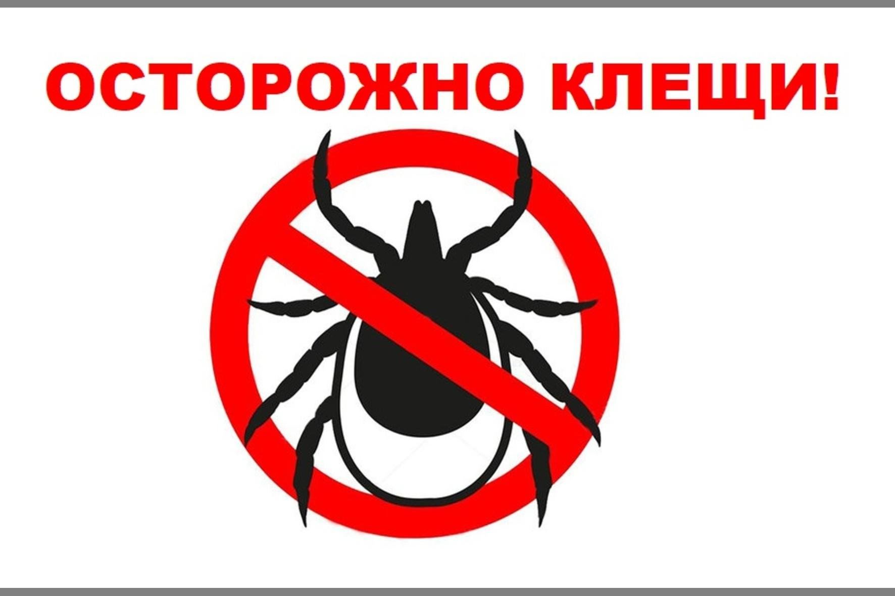 Почему нужно бояться клещей?.